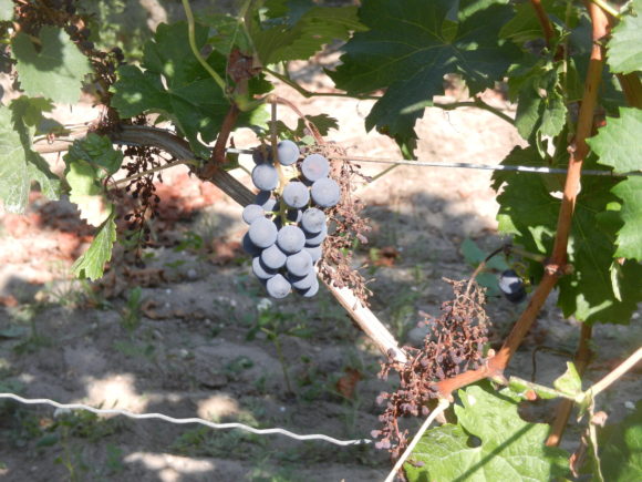 Die Rebsorte Merlot ist sehr Peronospora-empfindlich. Hier ein Foto von einem Bio-Betrieb in der Pfalz.