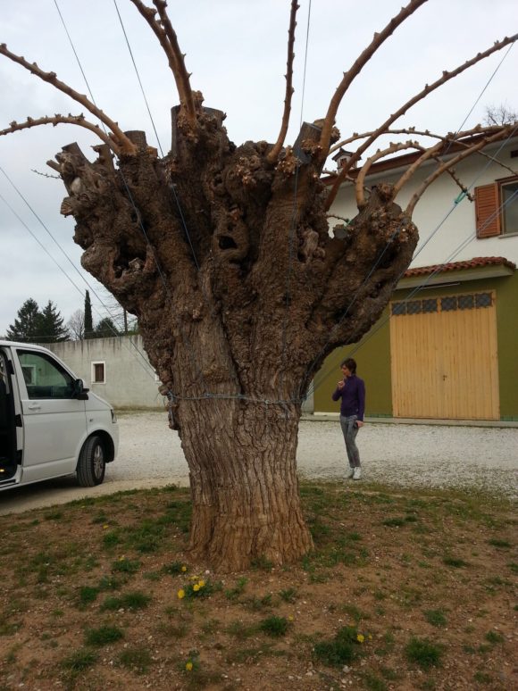 Maulbeerbäume auf dem Weingut Renzo Sgubin im Collio bei Cormons