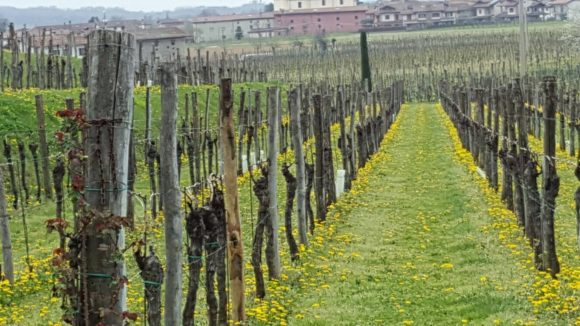 Weingut Volpe Pasini in Togliano di Torreano