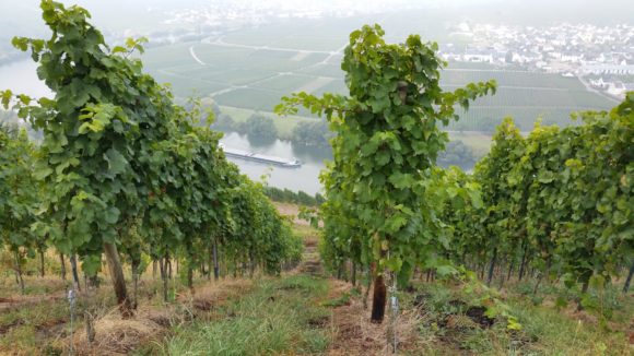 Steillage bei Trittenhaim/Mosel