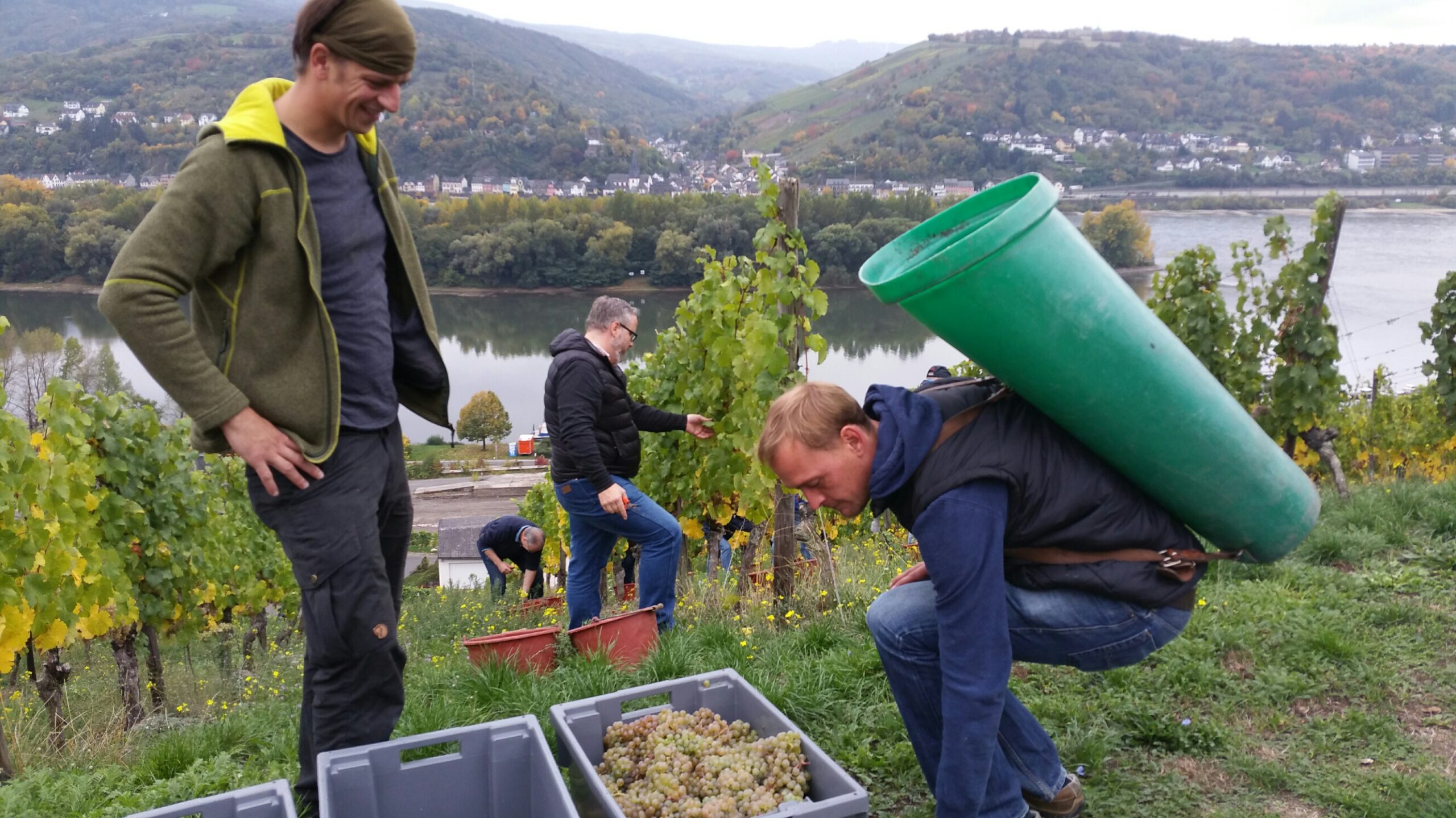 Weinlese in der Weinbauschule Altenkirch