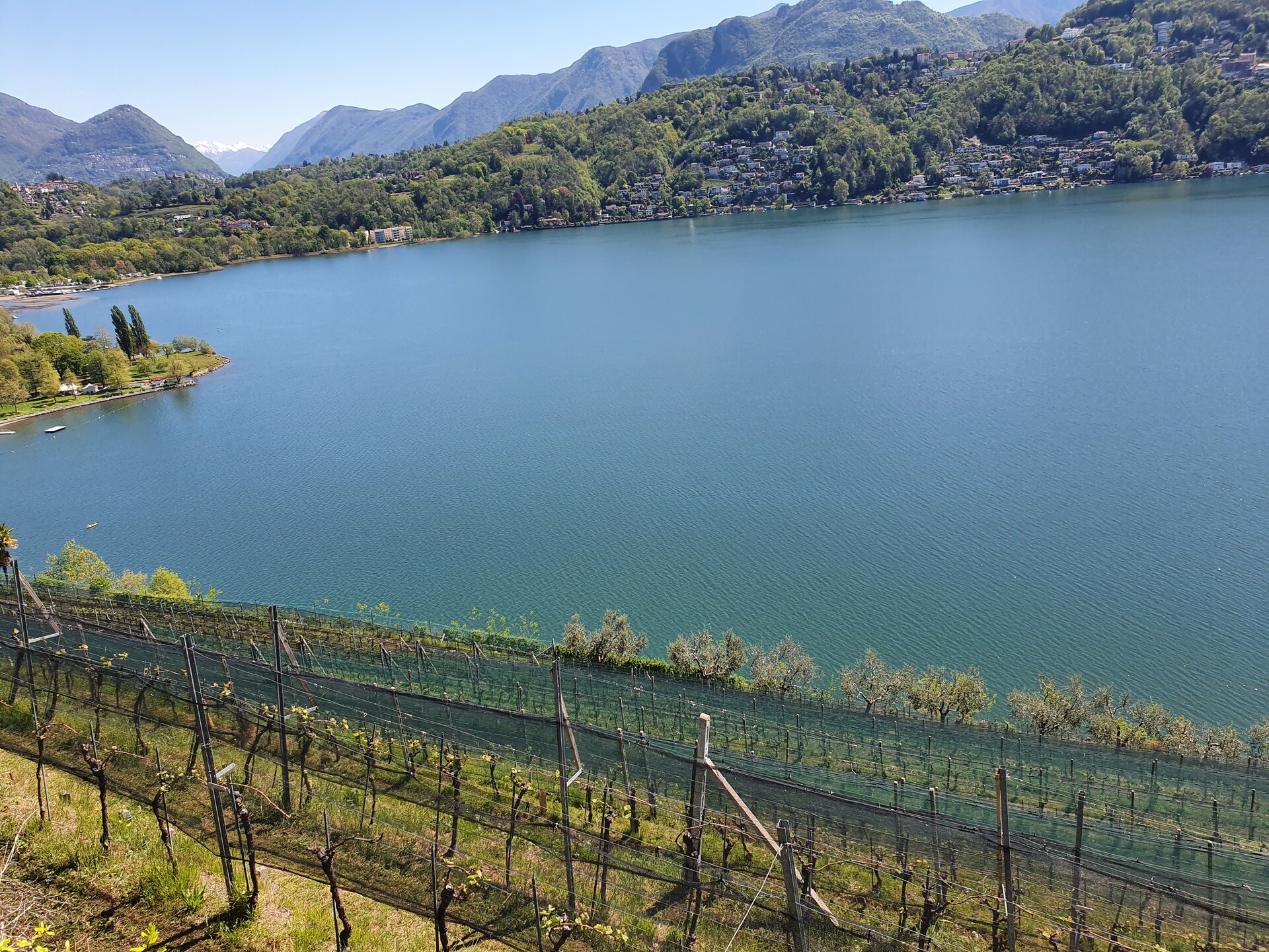 FuW-Weinreise 2022 Schweiz Tag 3 Foto Nr. 4 die Reben von San Giorgio