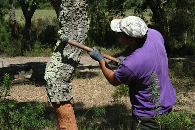 Naturkorkproduktion2 Das Schälen der Korkeichen erfordert viel Geschick und Konzentration