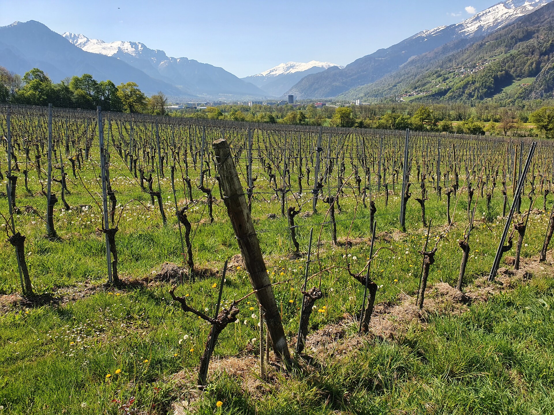 Reisebericht Tag 4 der FuW Wein-Fachstudienreise in die Schweiz 2022 Nr. 4 Lieschs Reben im Rheintal (Graubünden)