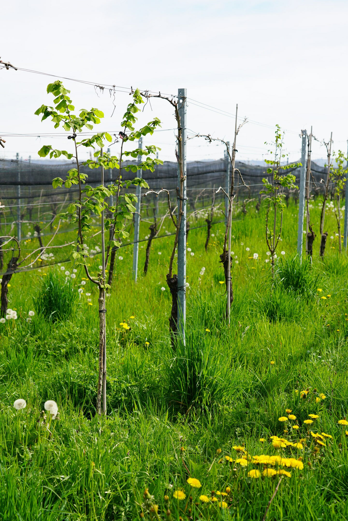 Reisebericht Tag 5 der FuW Wein-Fachstudienreise in die Schweiz 2022 Nr. 3 die Reben von Roland Lenz