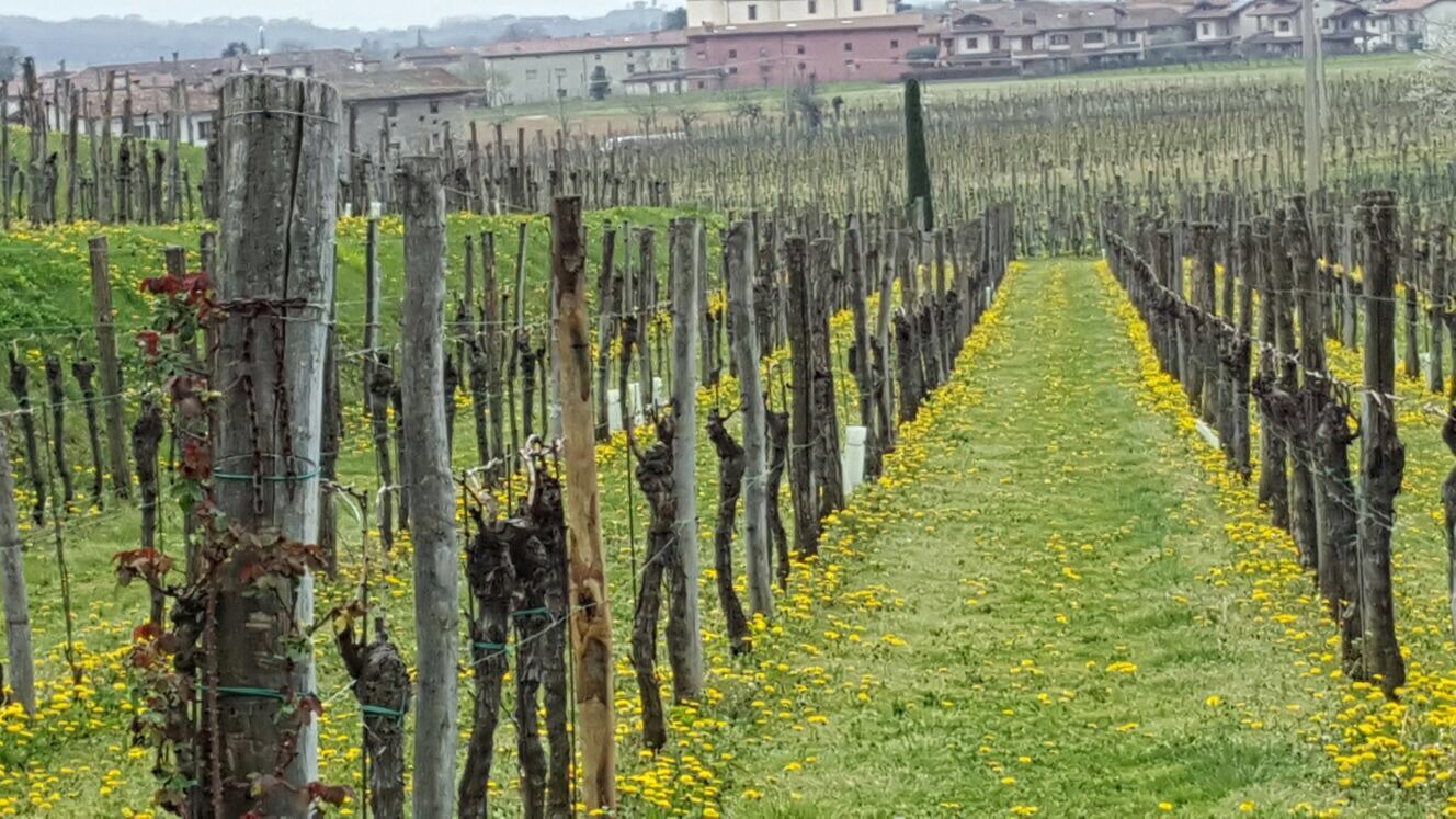 Weingut Volpe Pasini in Togliano di Torreano