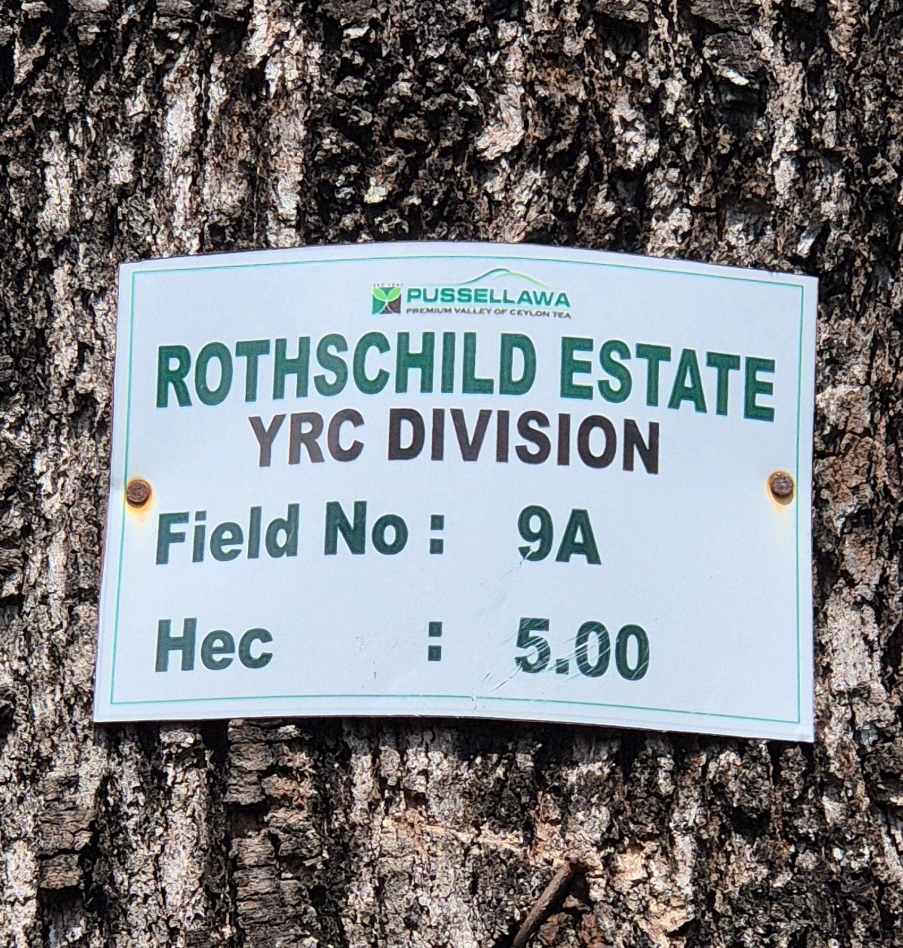 Feldschild Rothschild Estate YRC Division, Field No 9A