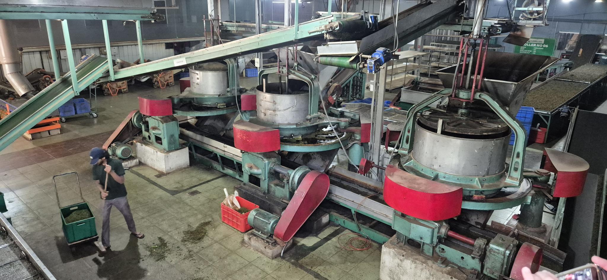 Große Rollmaschinen zum Zerkleinern der Teeblätter