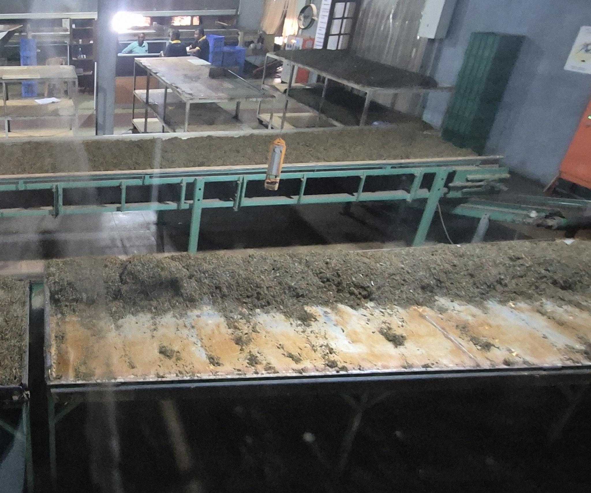 Tee auf den Fermentationstischen während der Oxidation