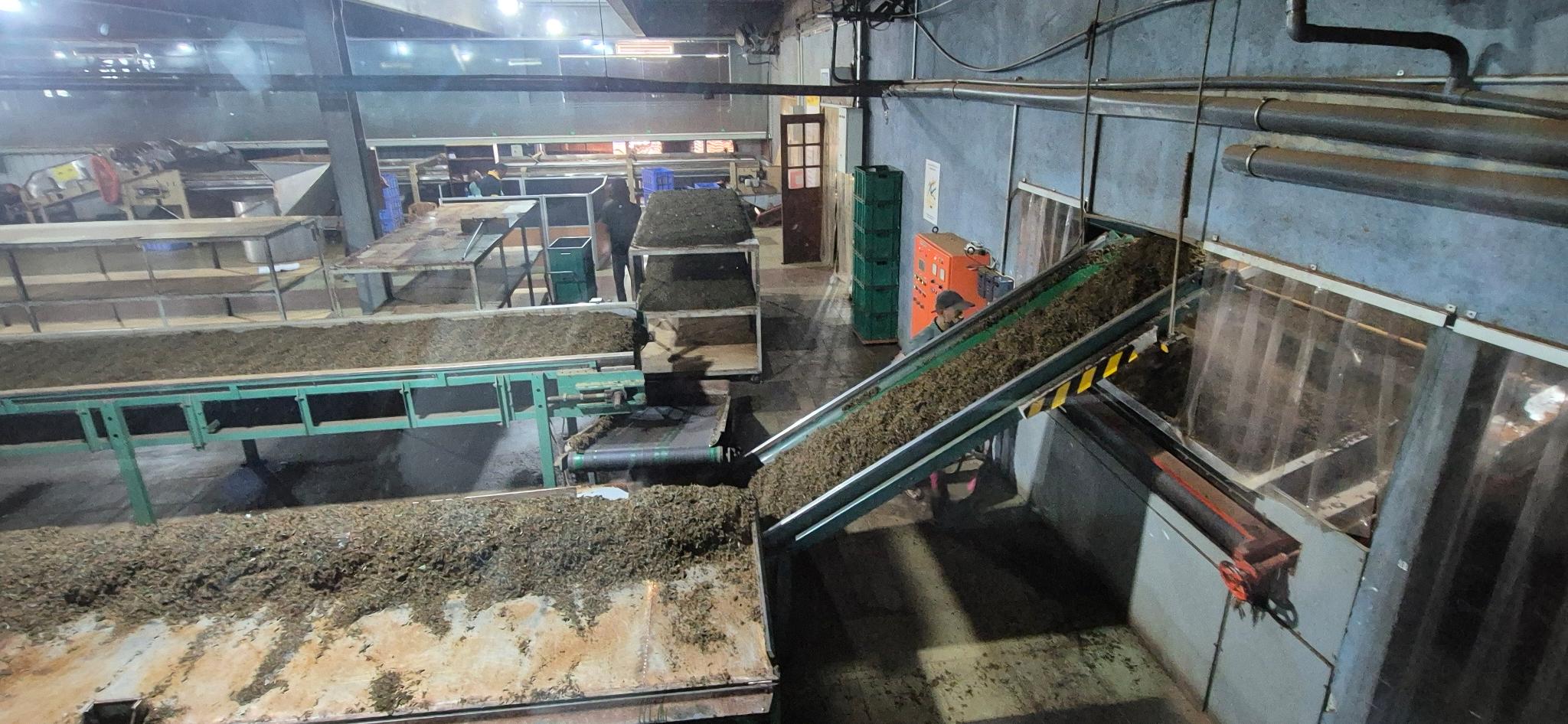 Förderbänder transportieren den Tee zur Trocknung