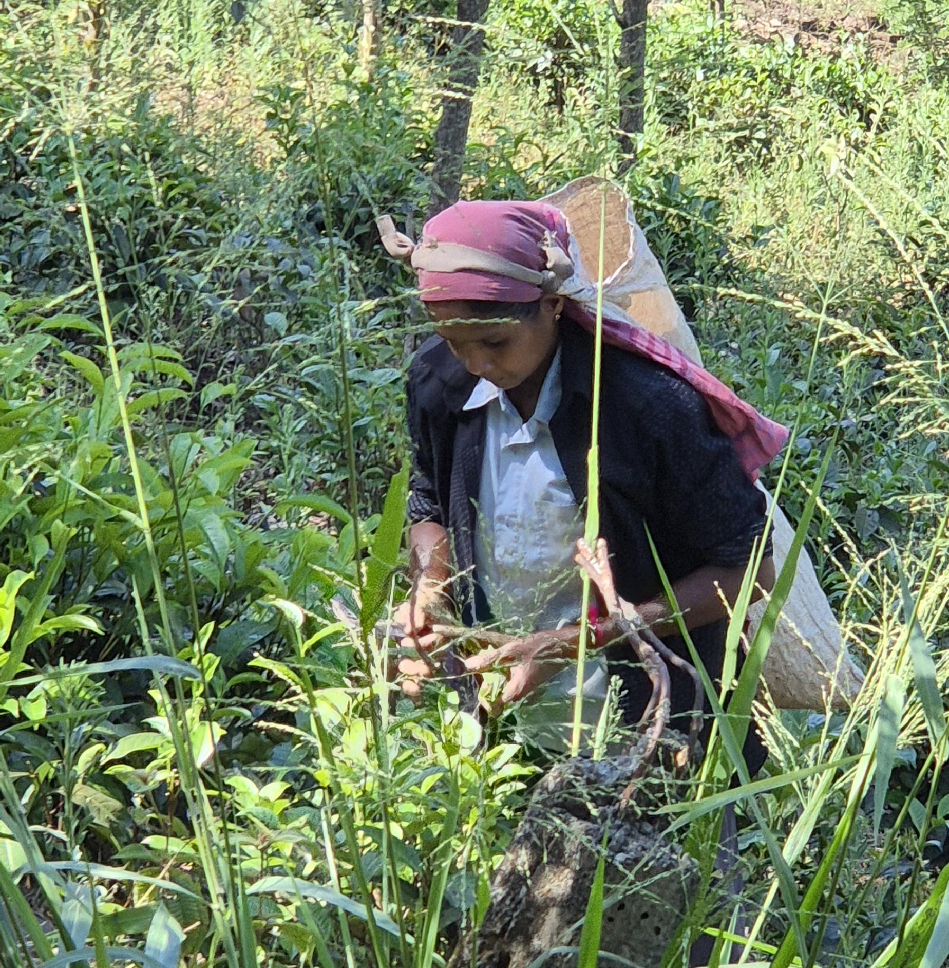 Frau pflückt Teeblätter von Hand auf der Rothschild Plantage