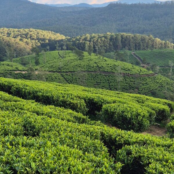 Panoramablick über die grünen Teeplantagen in Sri Lanka