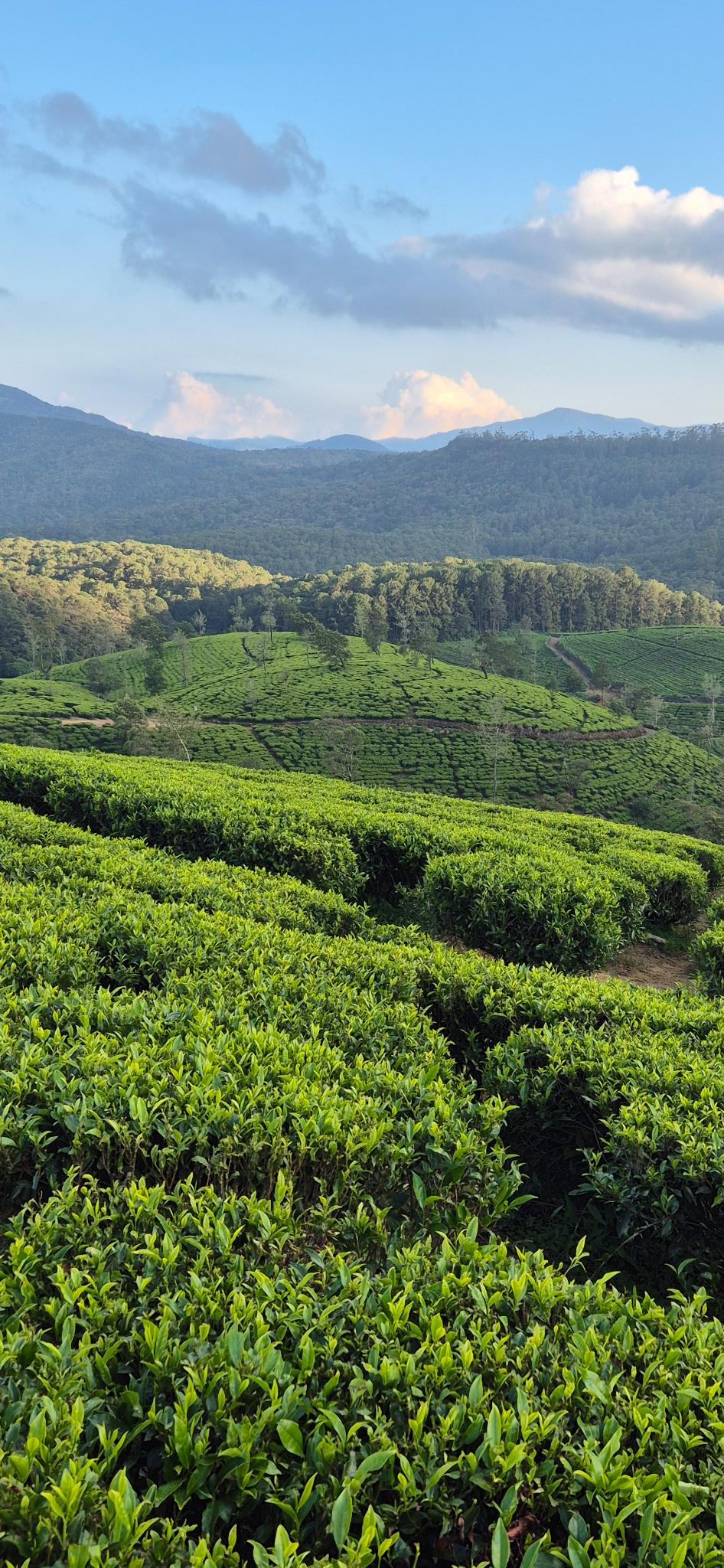 Panoramablick über die grünen Teeplantagen in Sri Lanka