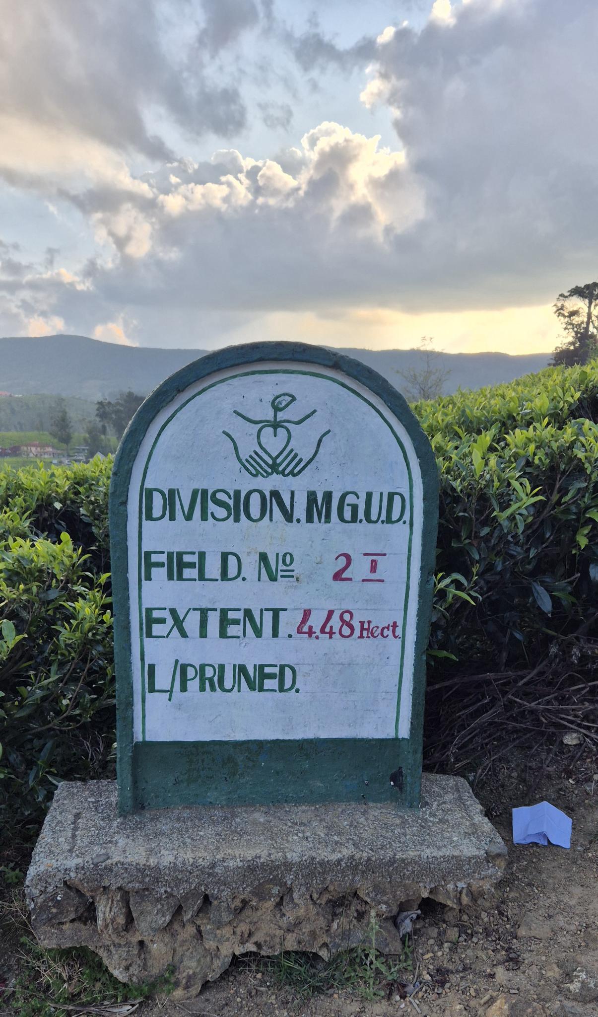 Steinerne Feldmarkierung auf der Teeplantage - Division M.G.U.D.