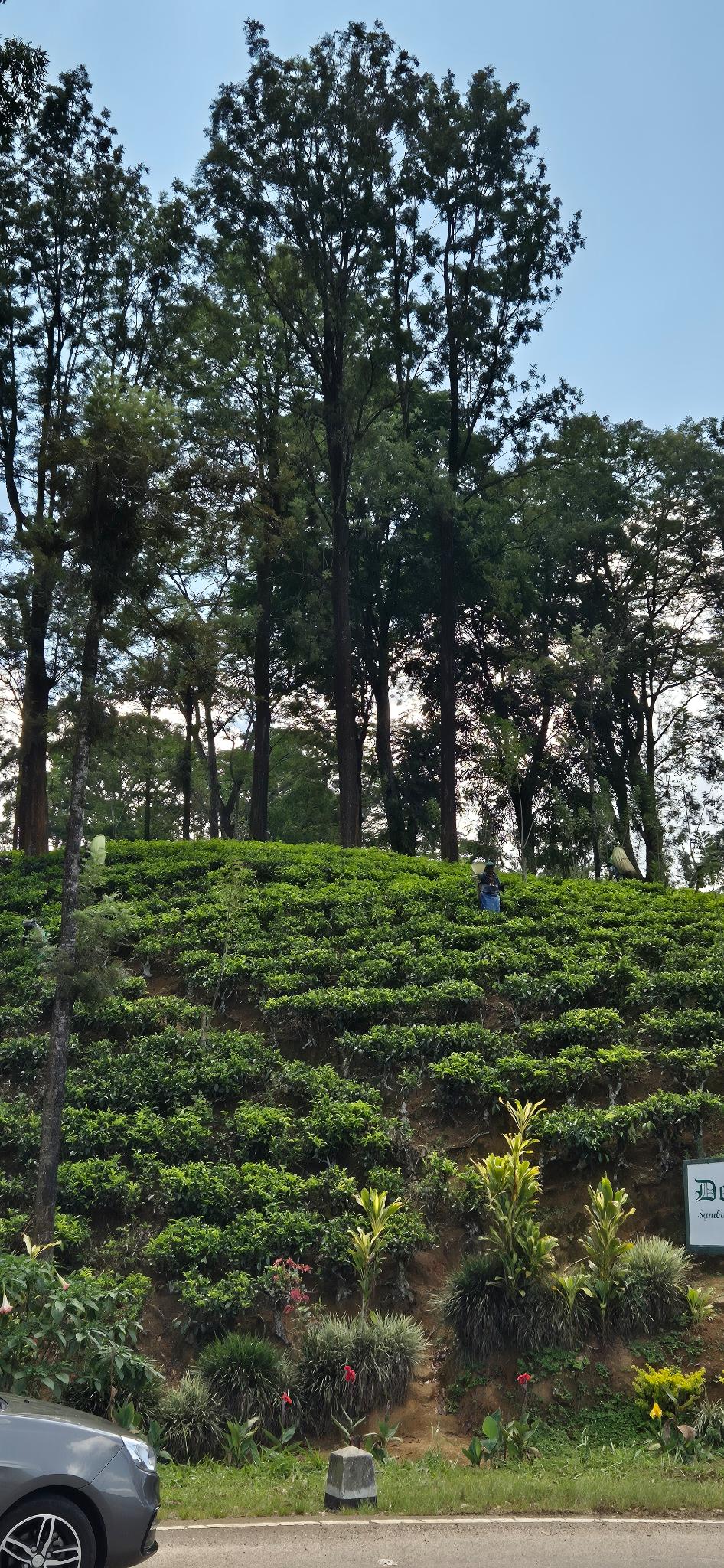 Teepflanzen am Berghang der Rothschild Plantage