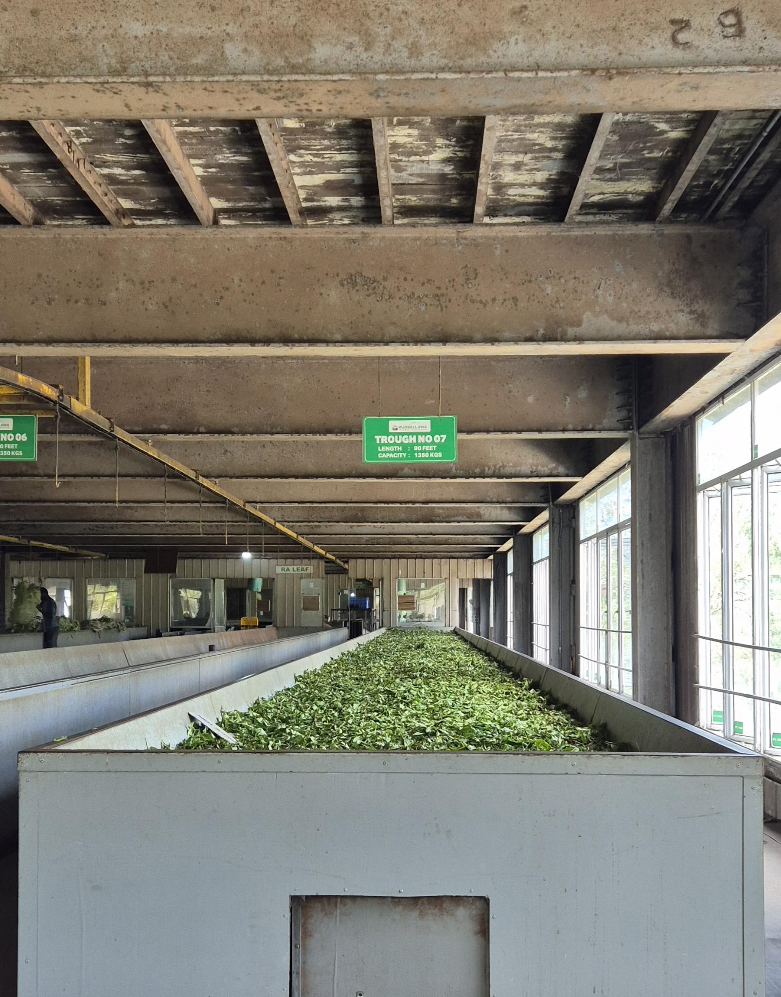 Frische Teeblätter in der Welkrinne der Rothschild Teefabrik