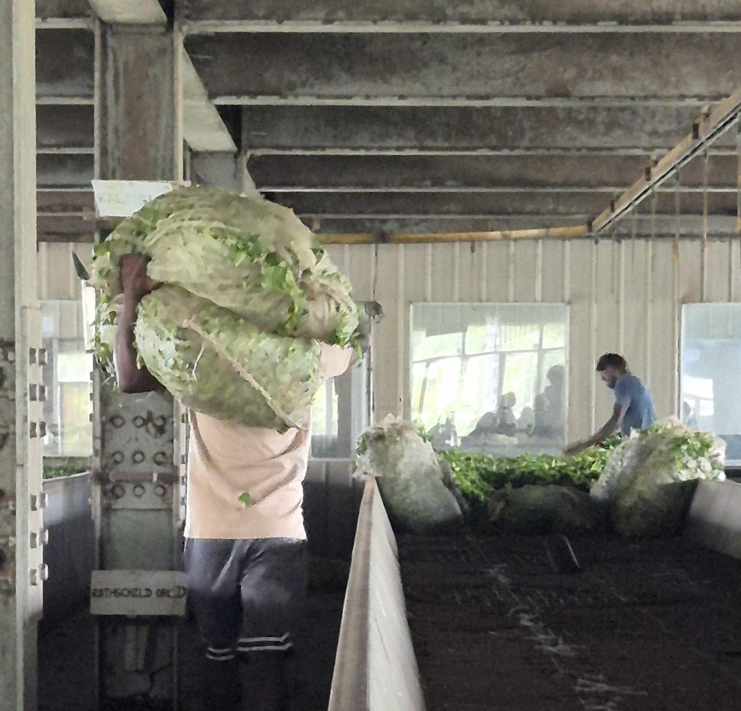 Arbeiter trägt große Säcke mit frischen Teeblättern in die Fabrik