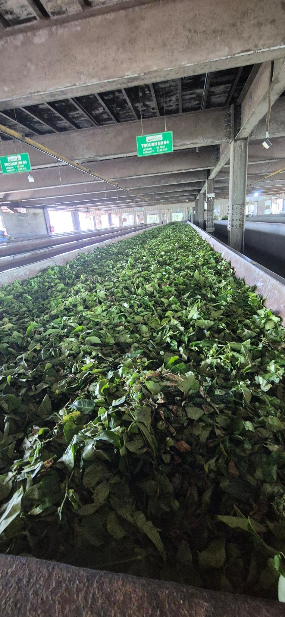 Nahaufnahme der welkenden Teeblätter in der Rinne