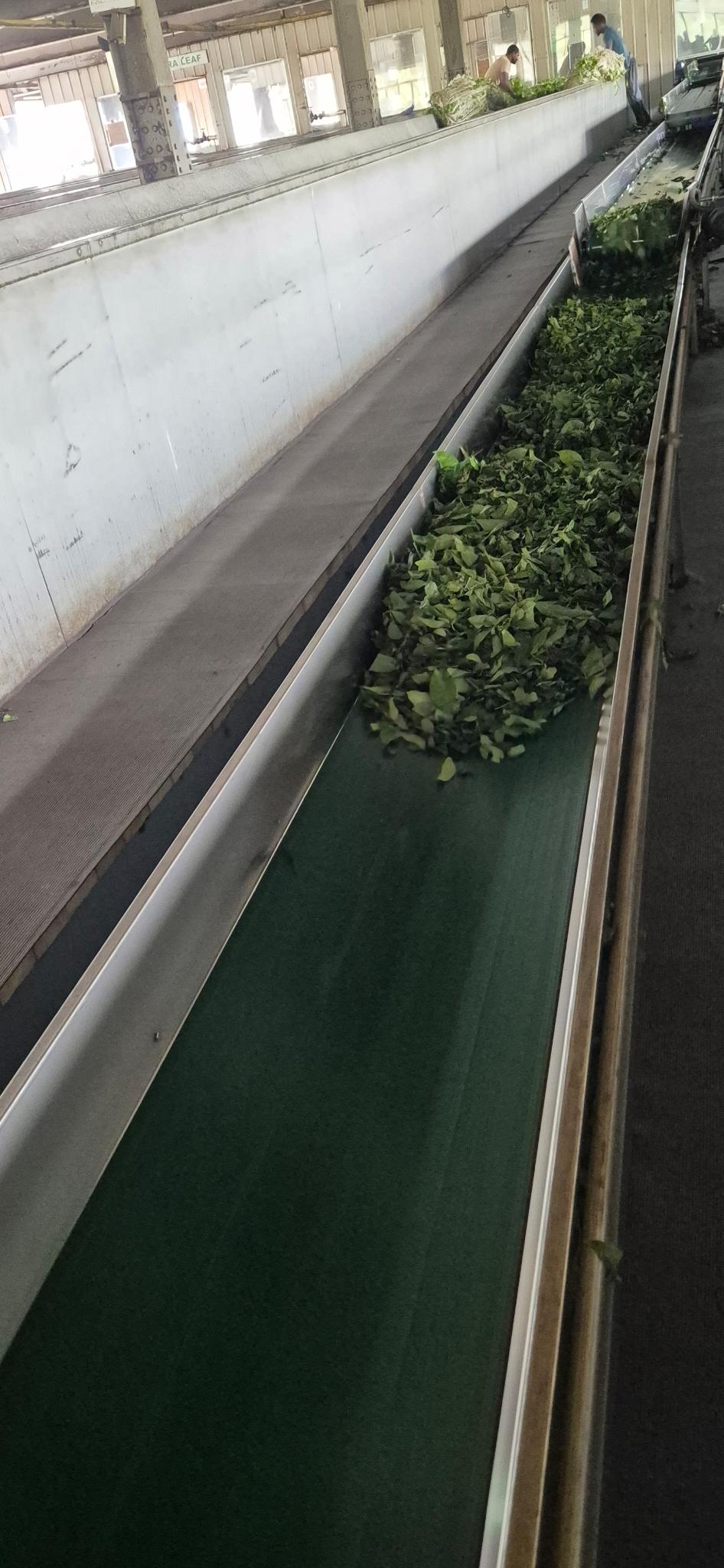 Teeblätter auf dem Förderband in der Fabrik