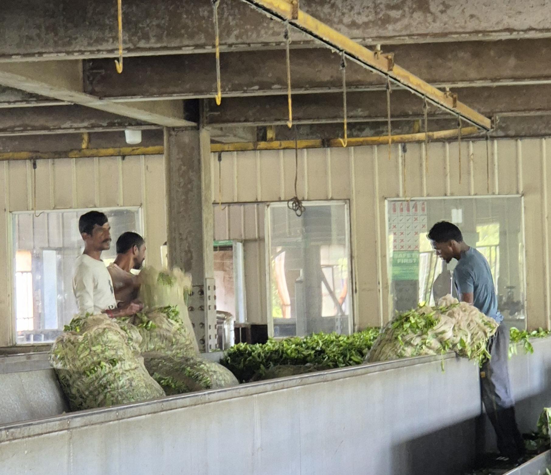 Arbeiter befüllen die Welkrinnen mit frischen Teeblättern