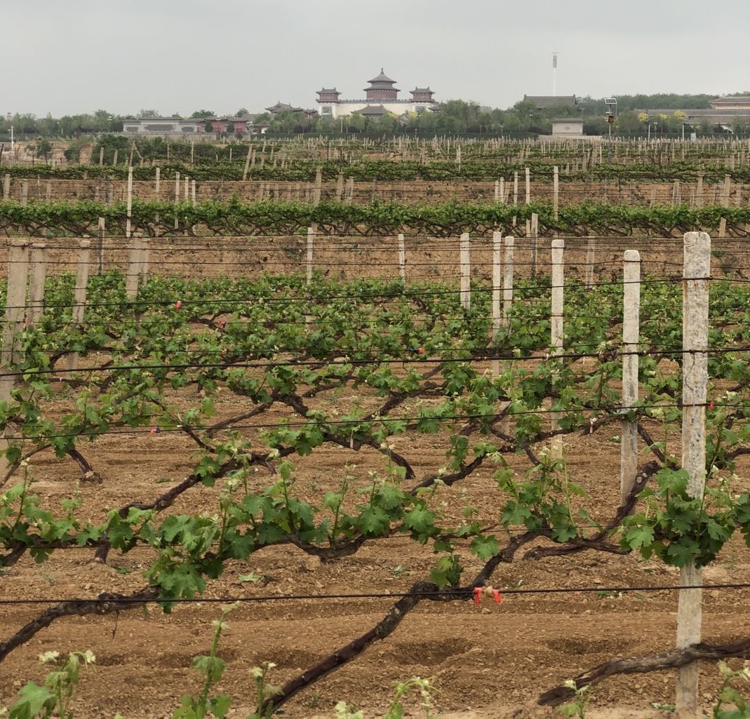 Weinberg in China mit traditionellem Gebäude im Hintergrund