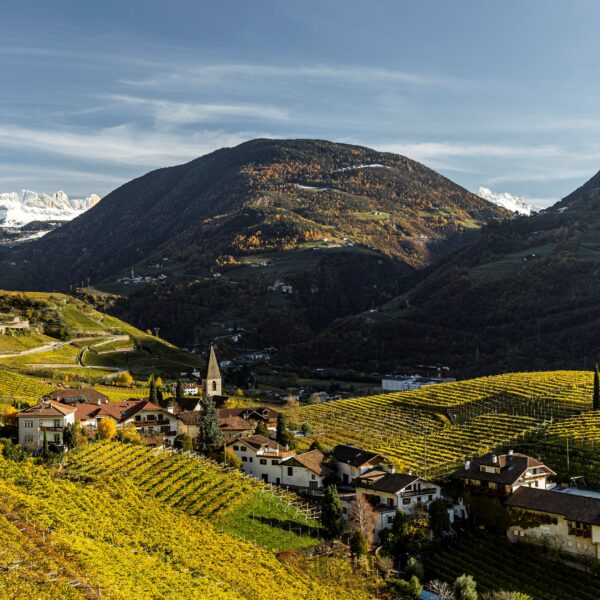 Panoramablick auf Südtiroler Weinberge mit schneebedeckten Bergen im Hintergrund