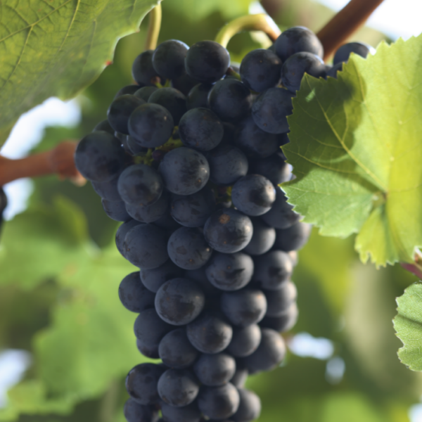 Reife Lemberger-Trauben am Rebstock