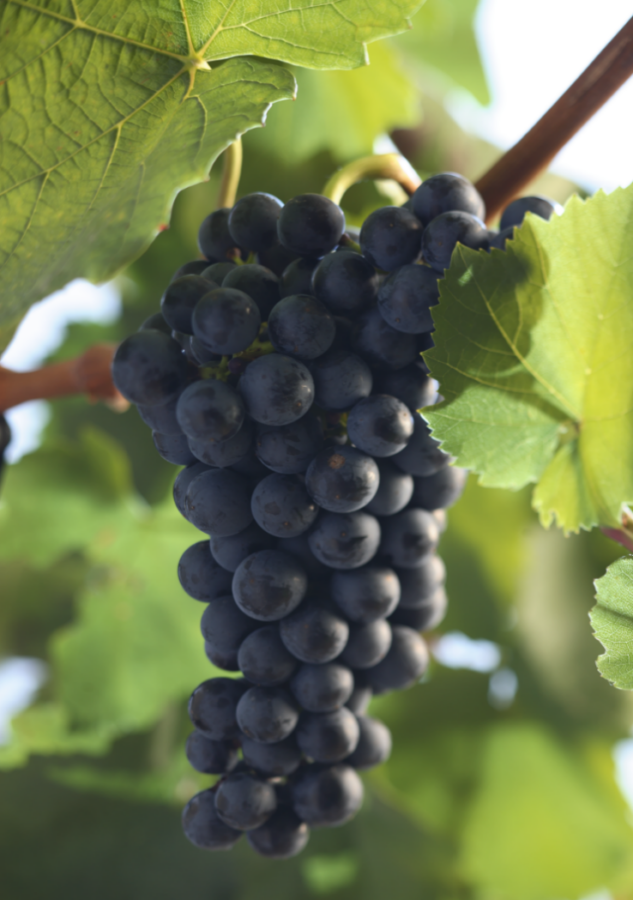 Reife Lemberger-Trauben am Rebstock