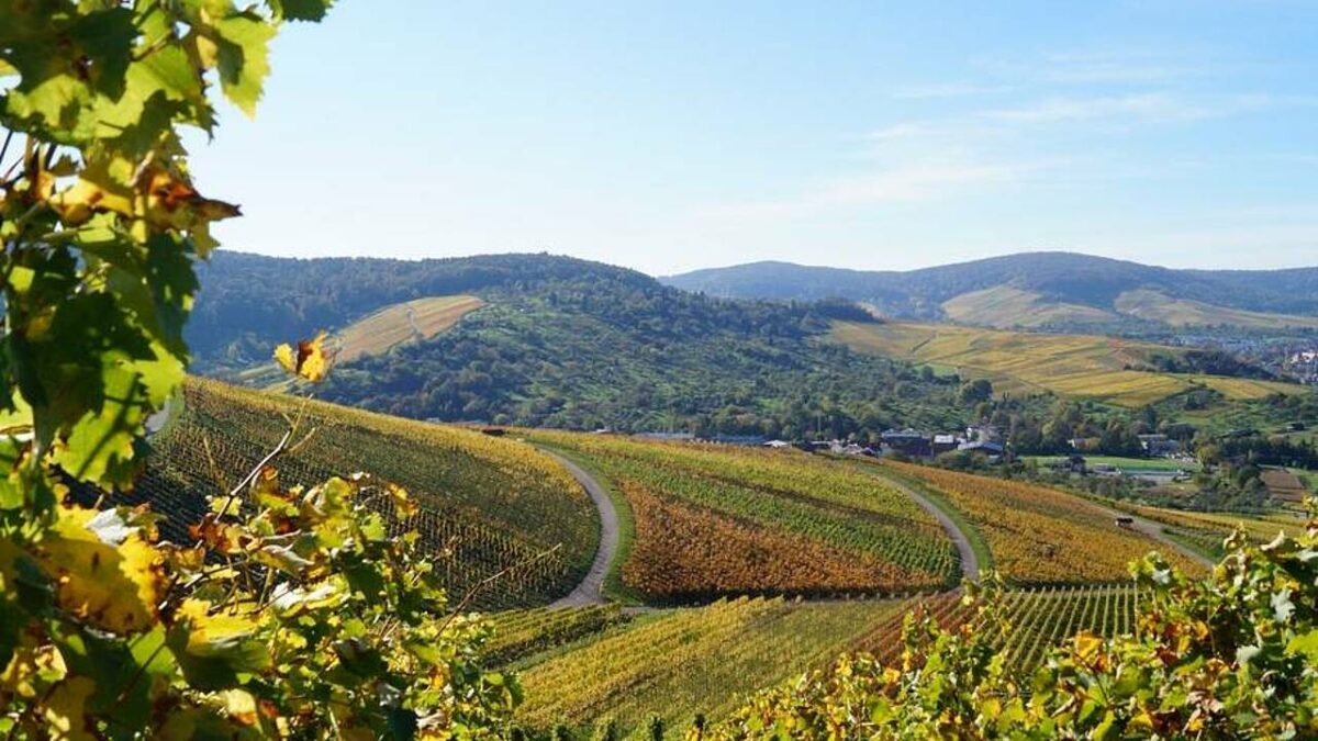 Herbstliche Weinberge in Württemberg