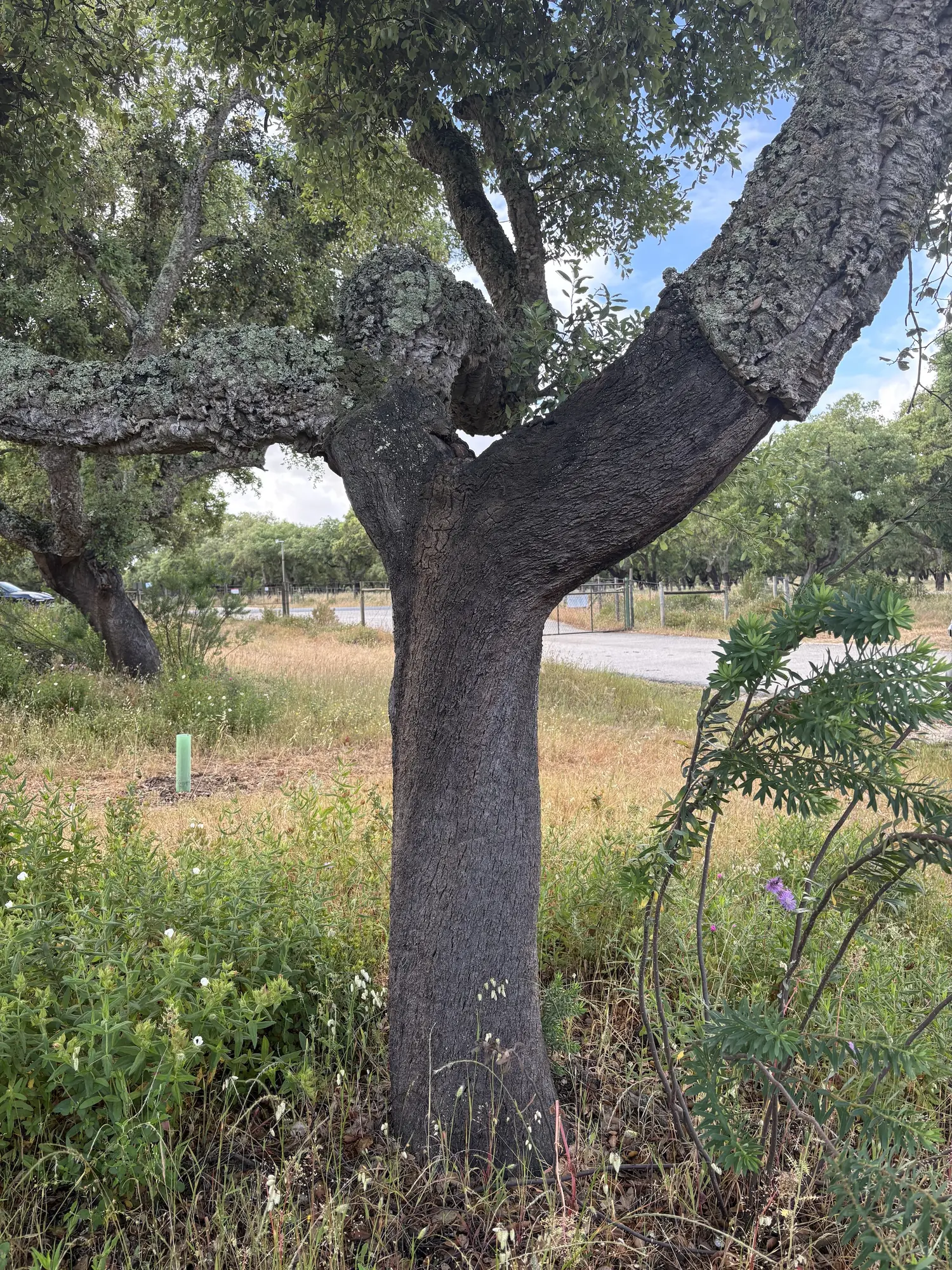 Frisch geschälte Korkeiche im portugiesischen Montado