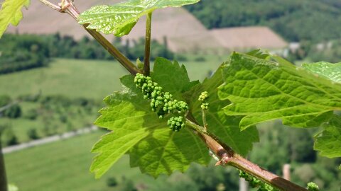 Blütenentwicklung beim Riesling