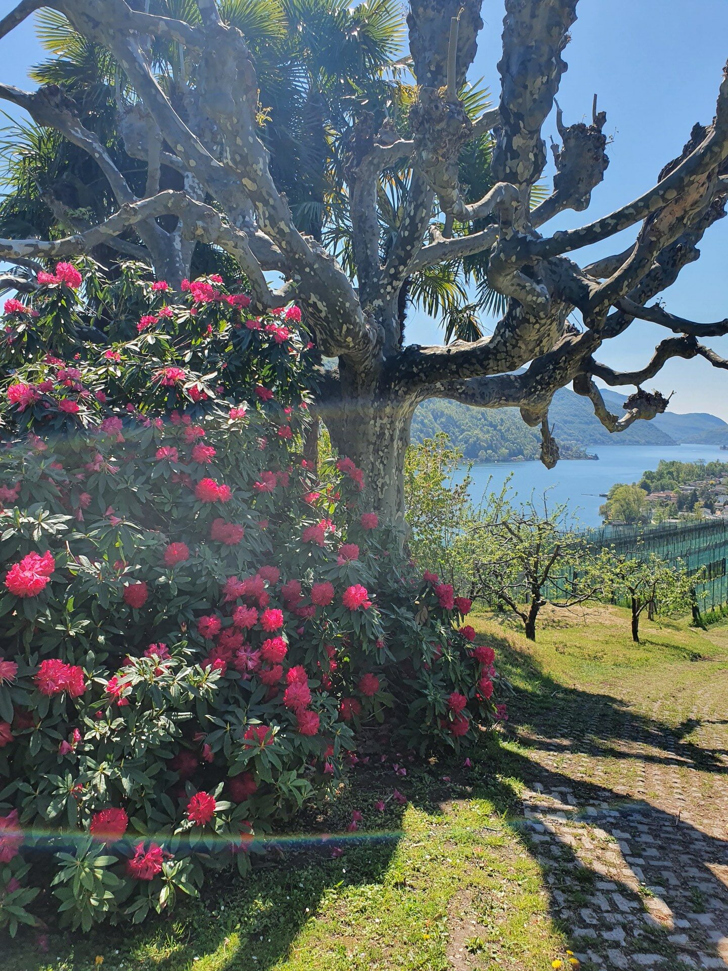 FuW-Weinreise 2022 Schweiz Tag 3 Foto Nr. 1 im Garten der Tenuta San Giorgio am Luganersee