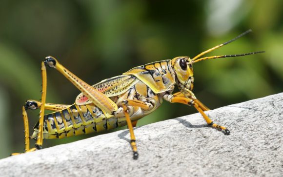 Insekten zum Wein