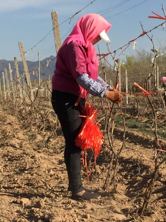 Rebenpflege in China