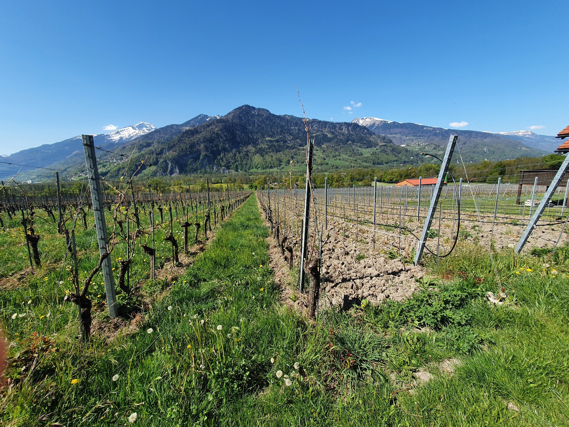 Reisebericht Tag 4 der FuW Wein-Fachstudienreise in die Schweiz 2022 Nr. 1 Ankunft in Malans (Graubünden)