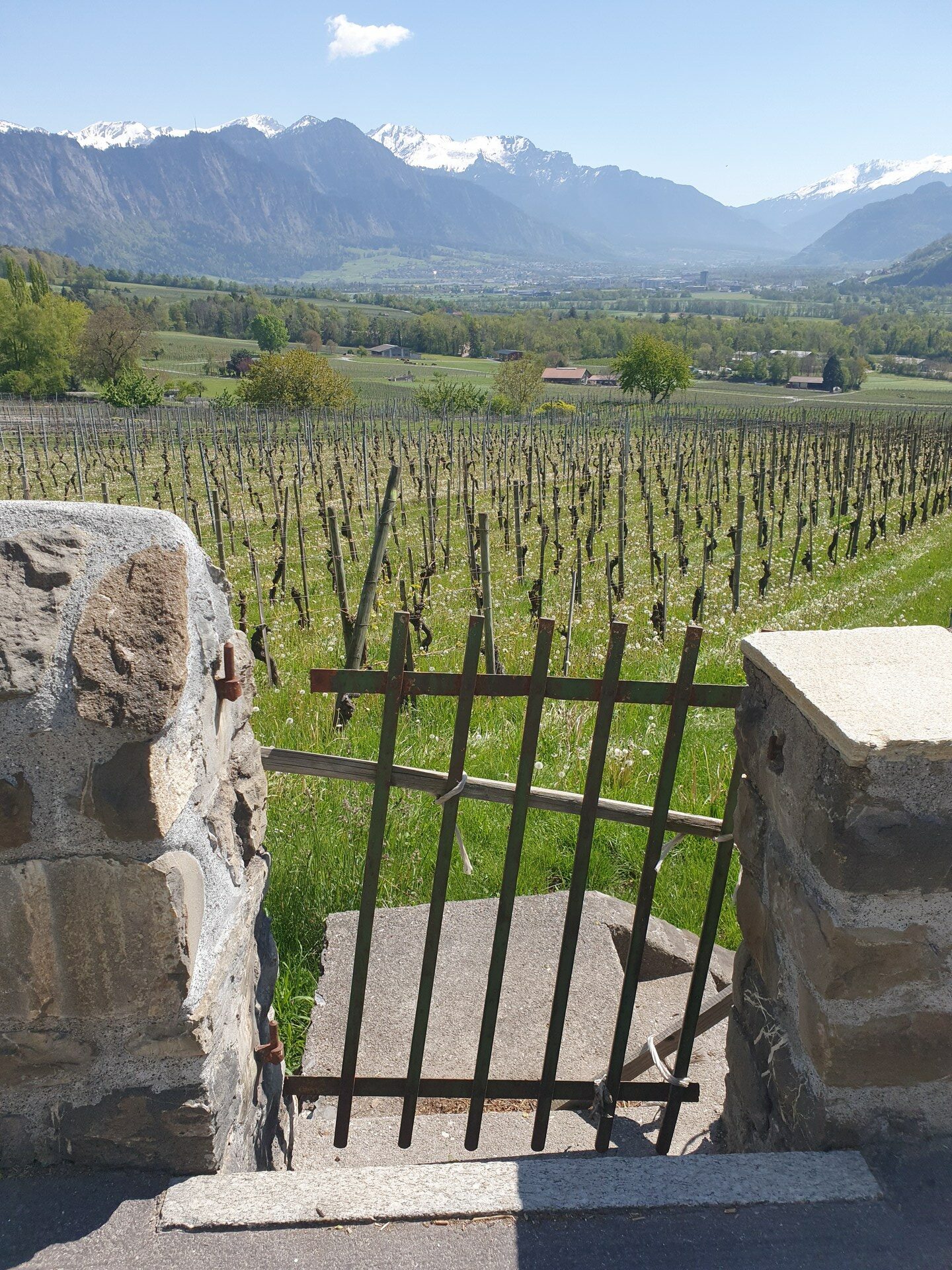 Reisebericht Tag 4 der FuW Wein-Fachstudienreise in die Schweiz 2022 Nr. 2 Blick ins Schweizer Oberrheintal