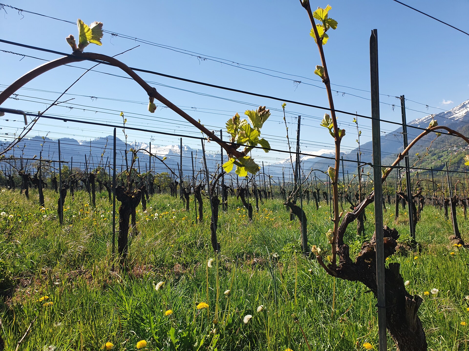 Reisebericht Tag 4 der FuW Wein-Fachstudienreise in die Schweiz 2022 Nr. 3 Weinfelder im Rheintal