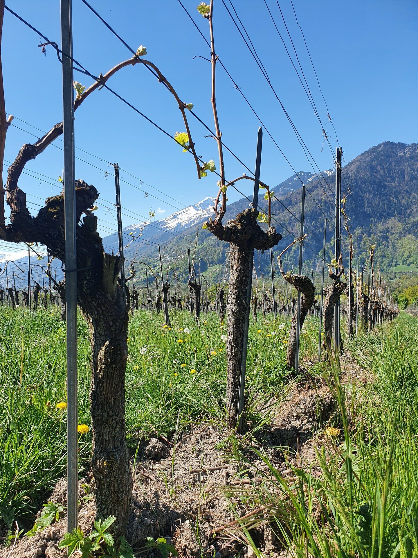 Reisebericht Tag 4 der FuW Wein-Fachstudienreise in die Schweiz 2022 Nr. 5 Reben im Rheintal am Haus von Kürg Liesch