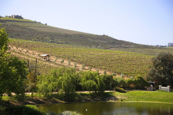 Weinberge des Jordan Wine Estate