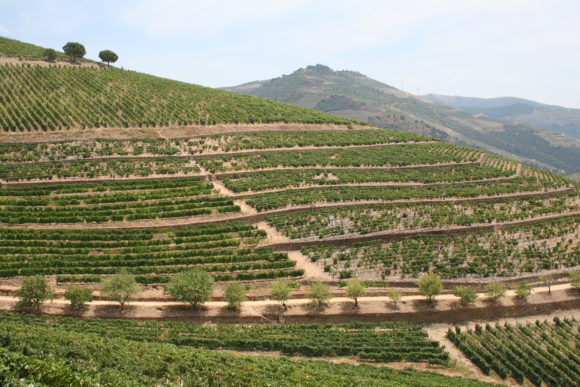 Weinbergsterrassen im Douro-Tal